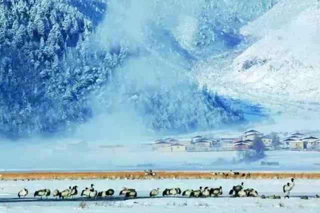 冬天的香格里拉真的很冷,香格里拉冬季旅游