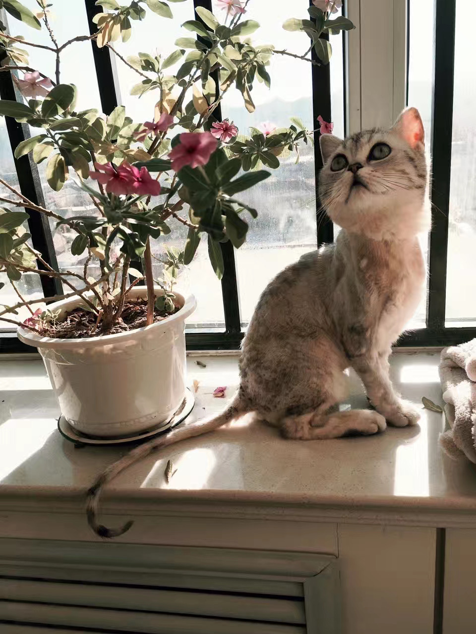 根治猫咪癣的特效药,治疗猫咪猫癣的中药方子