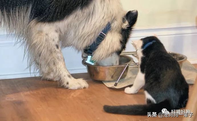 狗狗吃猫粮有什么危害,狗狗吃猫粮有什么危害吗