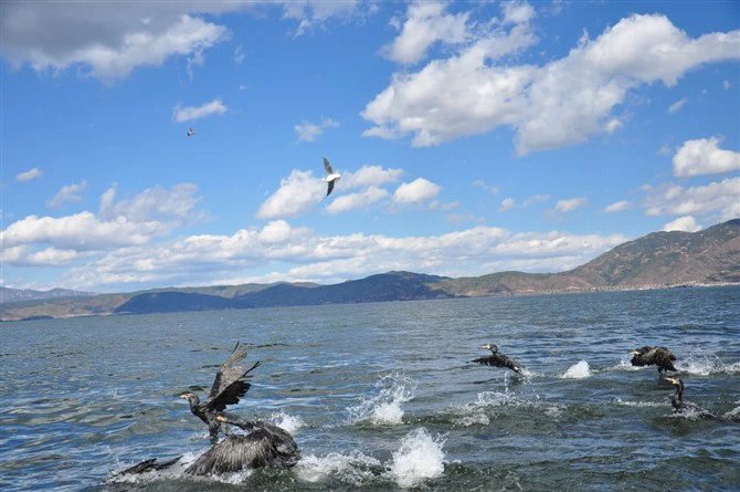 喝点茶就腰痛,喝生茶腰痛