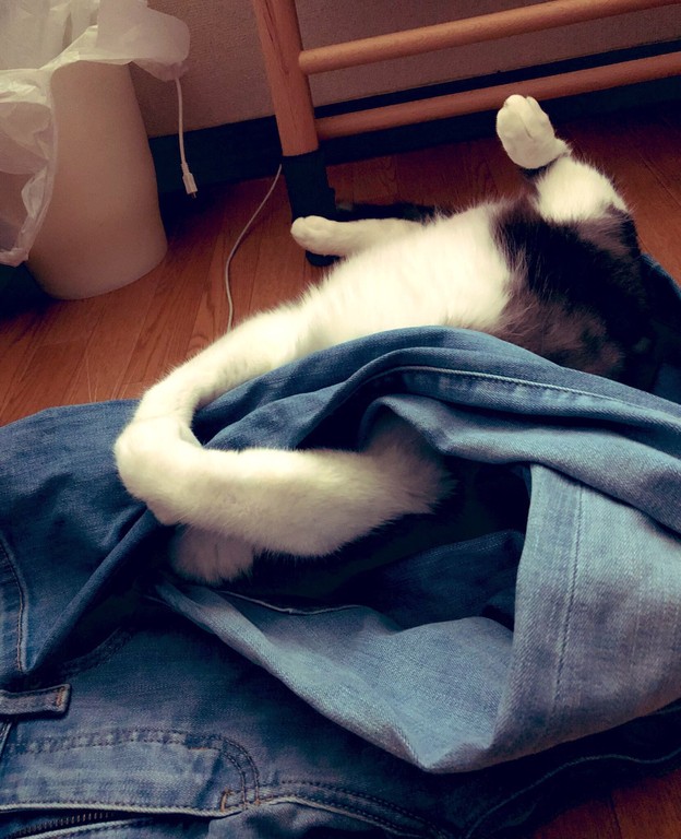 日本网友发现猫咪最爱，GU和优衣库的牛仔裤，穿上就能让它爱上你