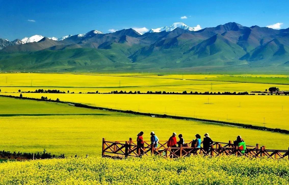 赏油菜花攻略,寻找最美油菜花可去这十大景点