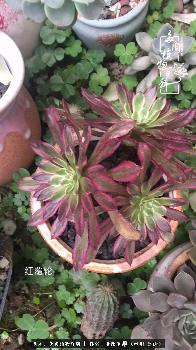 转角遇见多肉,遇见多肉治愈自己