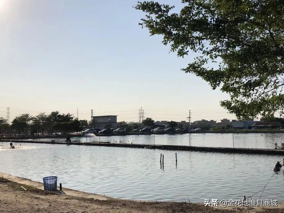 金花钓场,金花地钓鱼门票