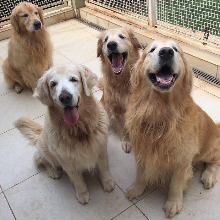 世界上最昂贵的10只狗,世界上最昂贵的狗品种