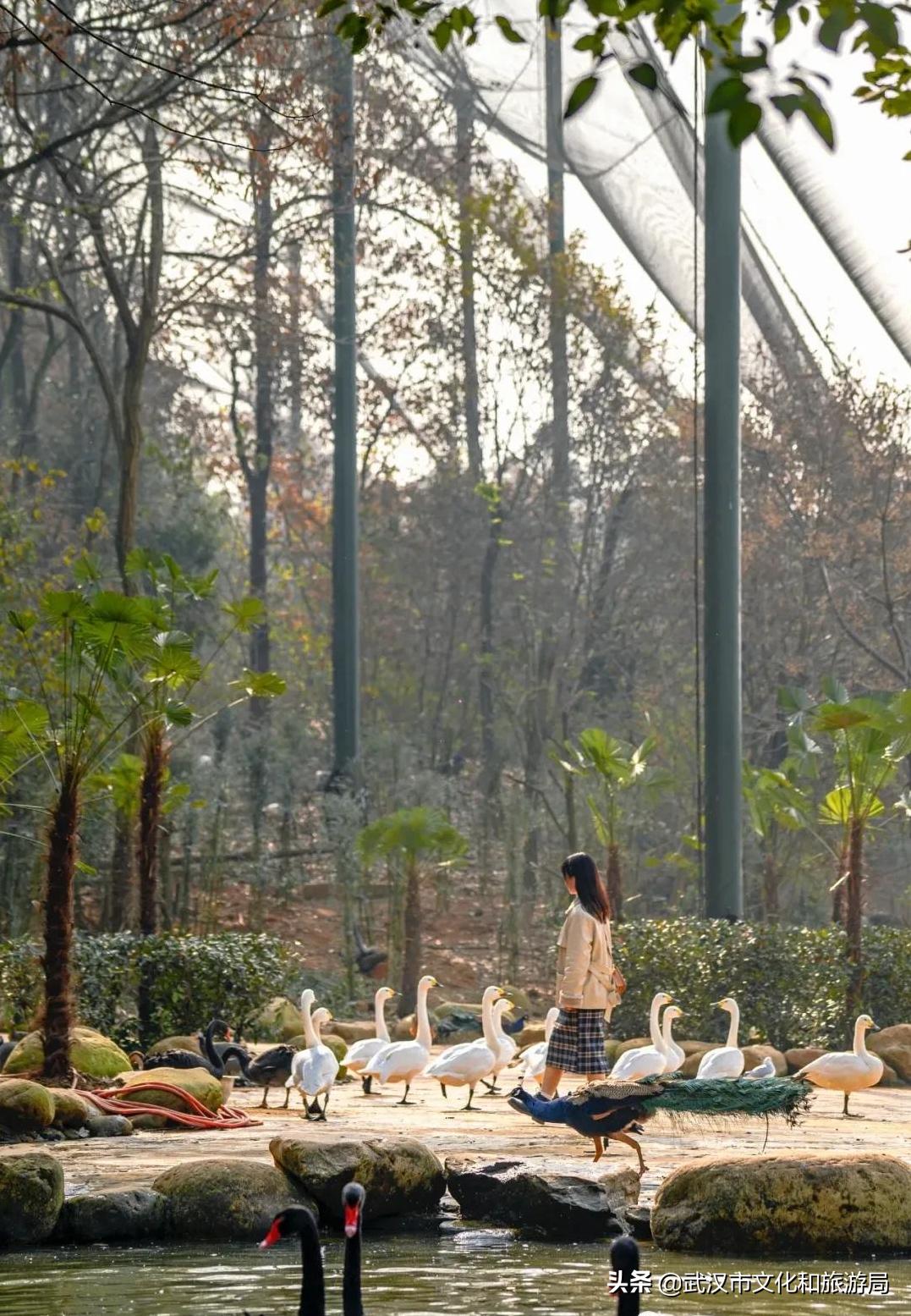 武汉野生动物王国营业时间,武汉野生动物王国有哪些园区