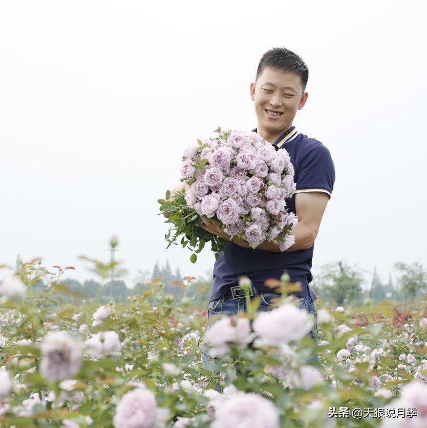 月季怎么抹芽最好,月季的抹芽方法