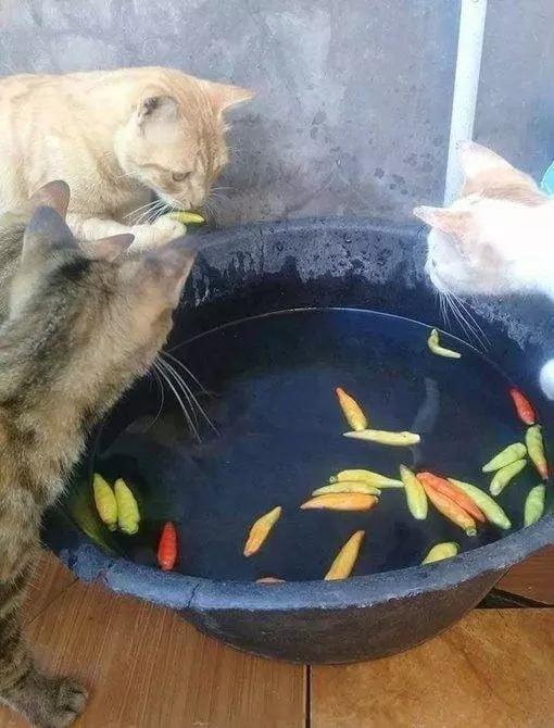 老版宠物猫多少钱,宠物囧图猫多少钱