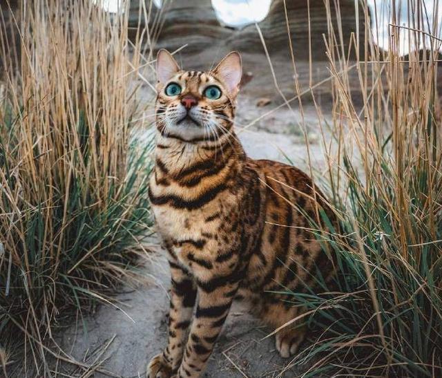 最适合12星座的猫咪,十二星座最配的猫是什么猫
