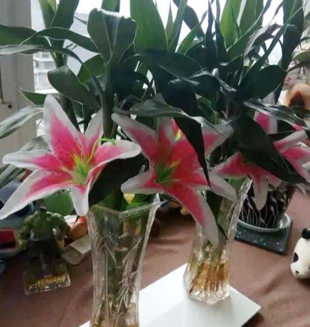 为什么富贵竹到冬天就死掉,富贵竹快枯萎了怎么办