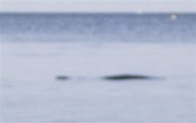 海洋巨蟒之谜老梁,海洋巨蟒纪录片