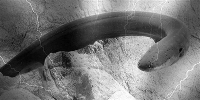 行走的高压线,为什么电鳗可以放电