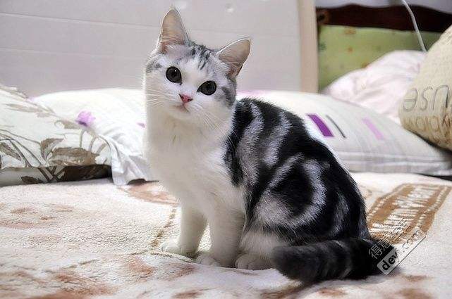 美短猫有多少种颜色,美短猫有哪些花色