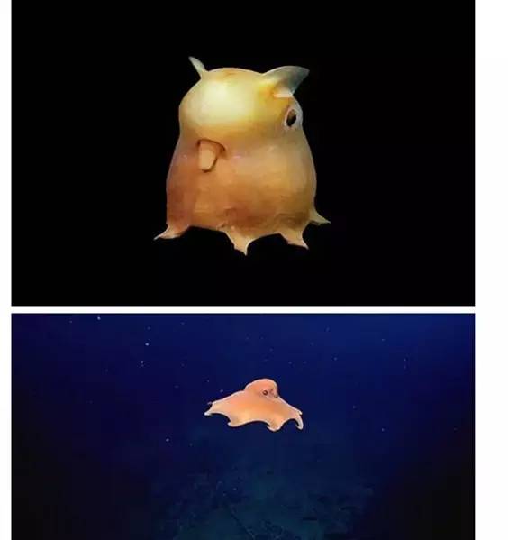 世界最罕见的十个杂交动物,不忍直视世界罕见的十大变异动物