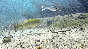 软饵钓组最佳搭配,软饵野钓操作手法