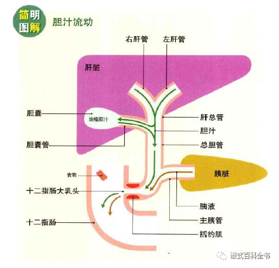 开展mrcp技术,mrcp检查操作流程