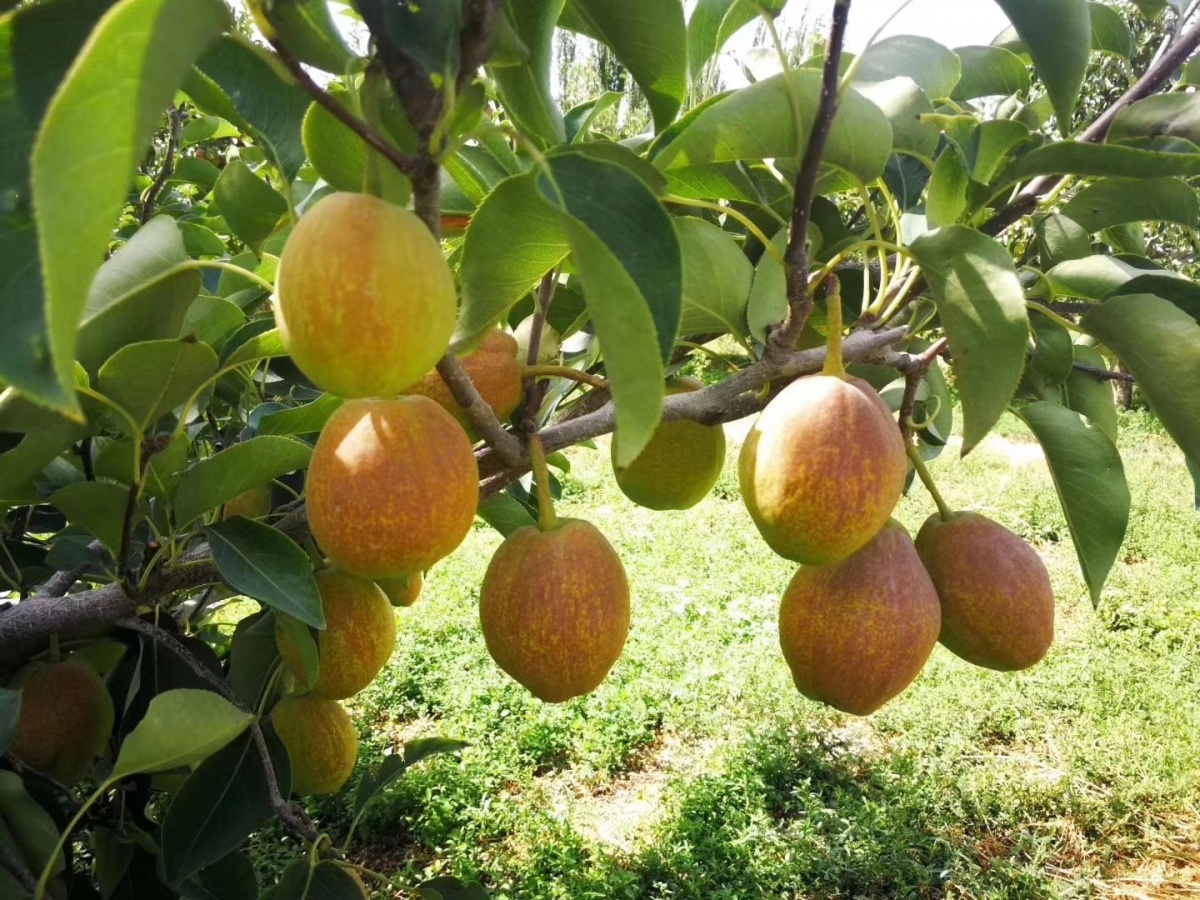 产自*疆新**，来自“梨城”，由于皮太薄肉太脆运输不便，常被冒充