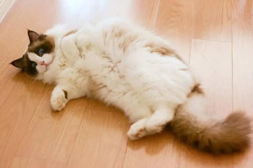 用猫方式对待猫,用手抚摸猫