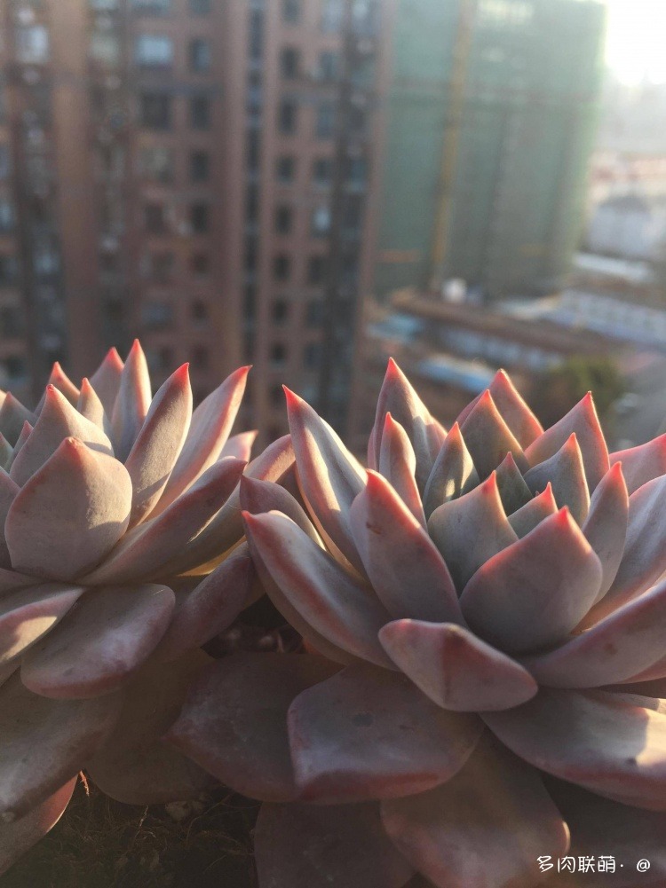 不管什么多肉都适合叶插吗,不管什么多肉都可以变老桩吗