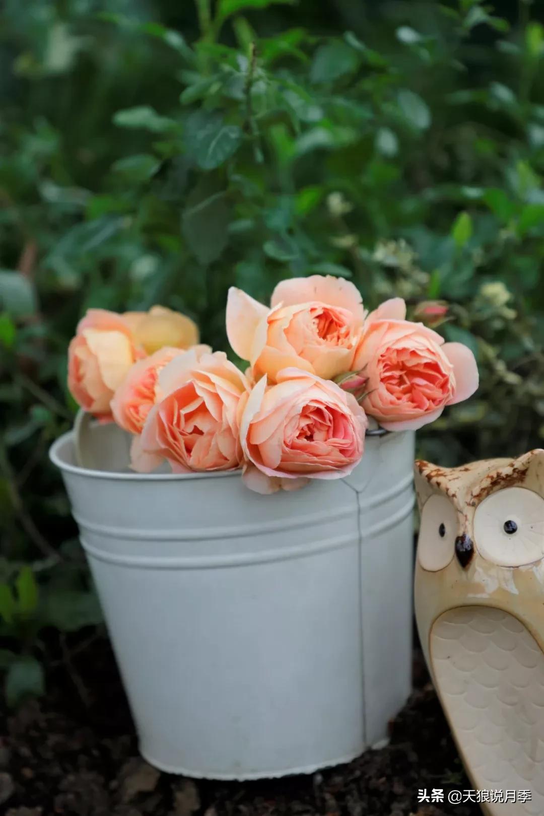 又一个十年,国产自育品种