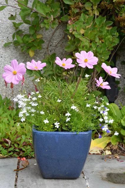 波斯菊不长主叶,波斯菊只长高不长粗是怎么回事