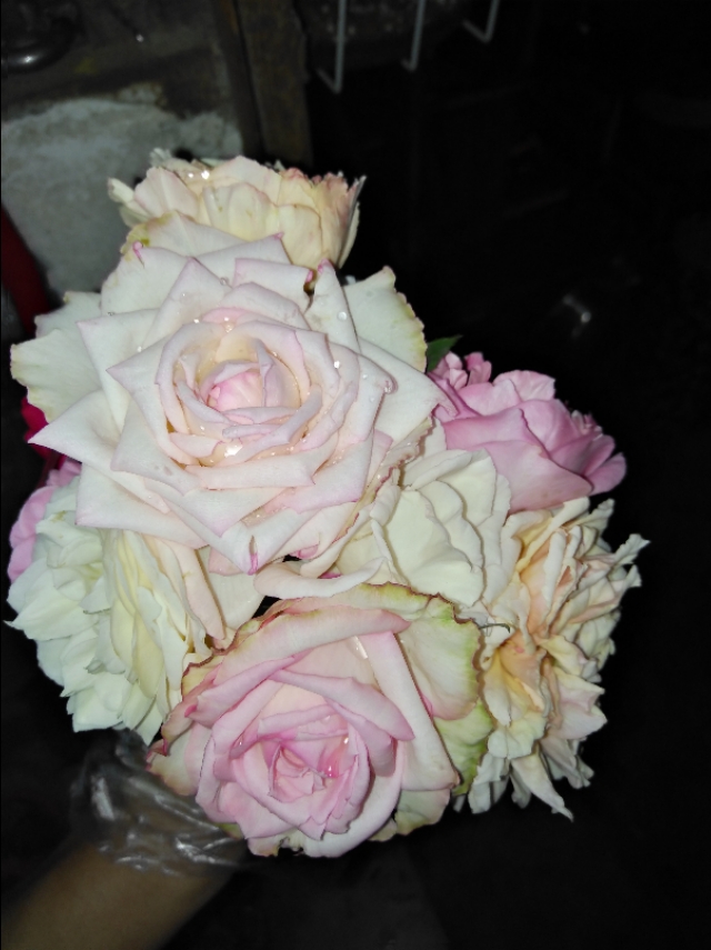 月季花白粉病病虫害,月季花苞白粉病碘伏