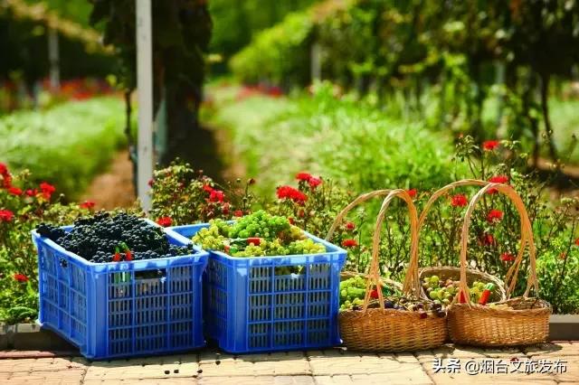 烟台人烟台攻略,烟台张裕酒庄城堡旅游攻略