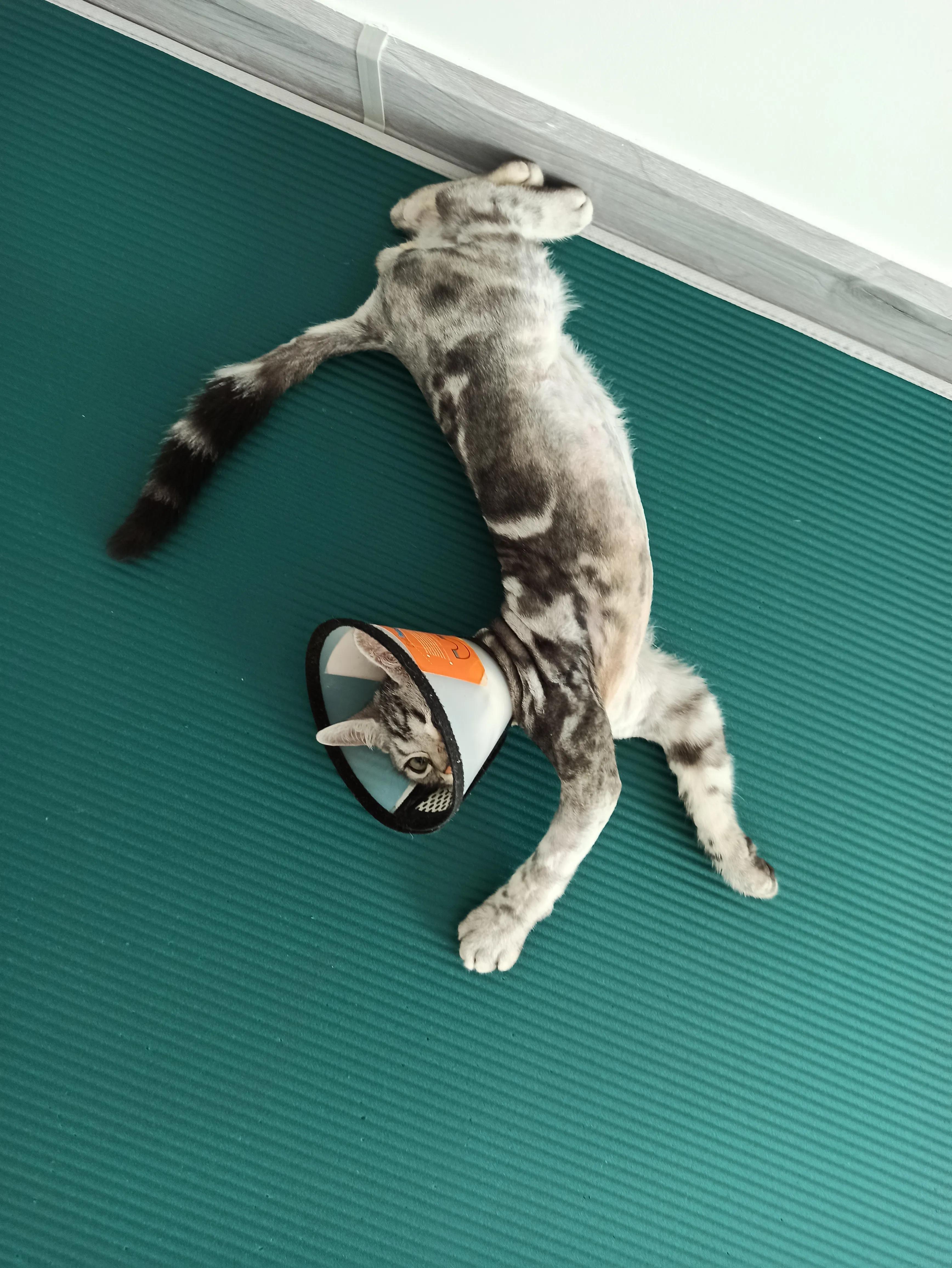 猫癣治疗的四个阶段,猫癣治愈的过程