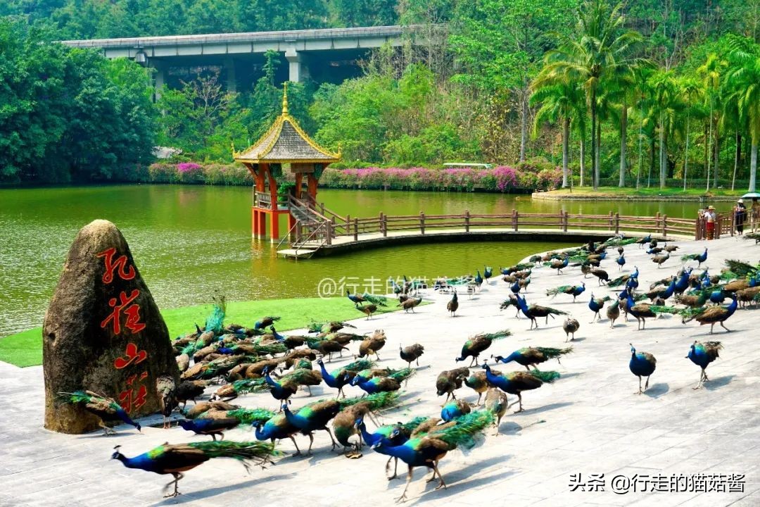 三刷一个城市是什么样的体验,西双版纳最好的边境小城