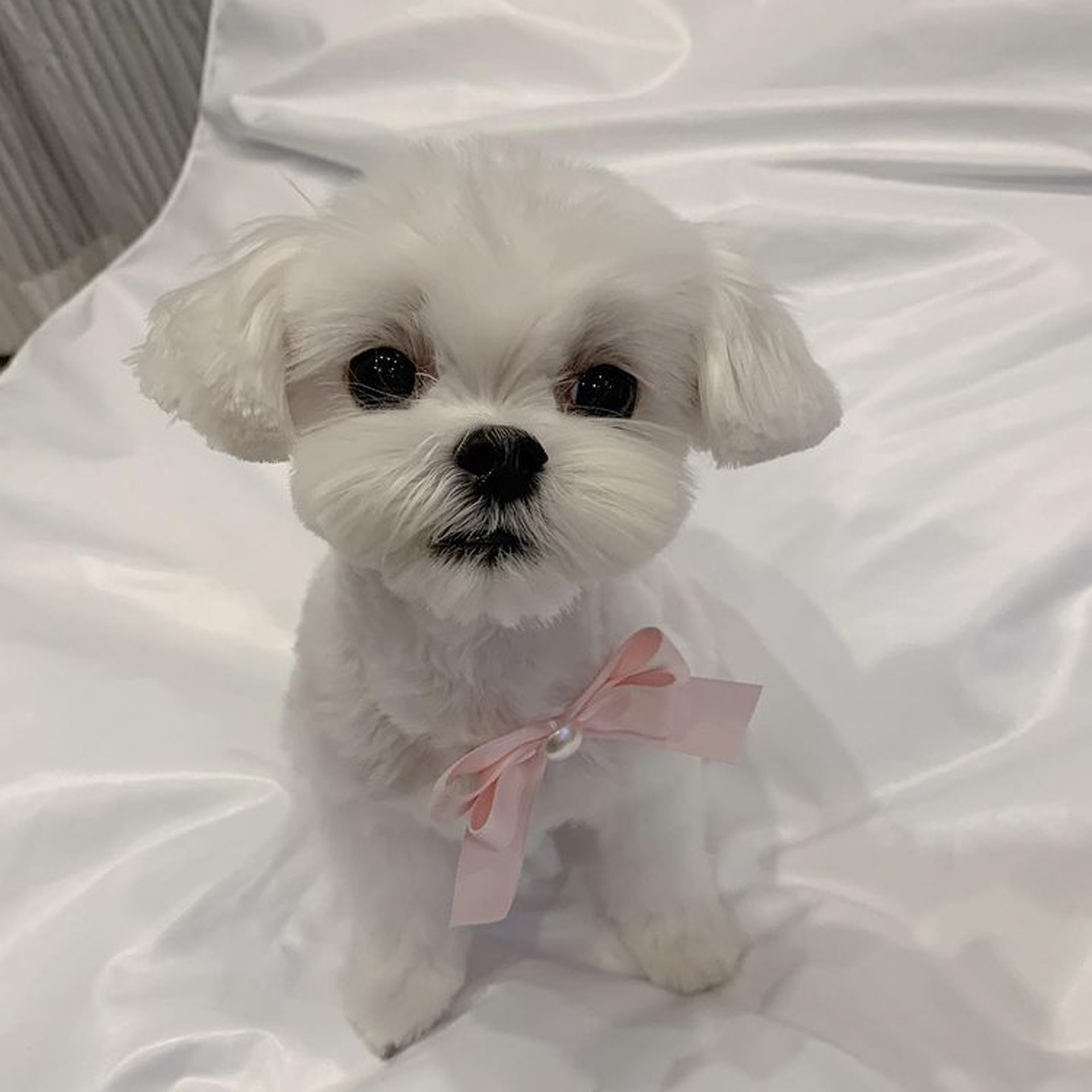 狗狗睡醒突然坐起来视频,狗狗睡醒兴奋突然昏倒