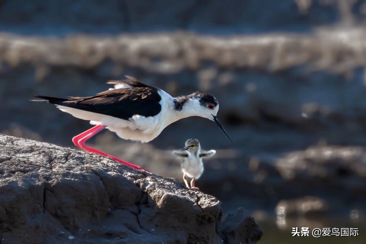 观鸟大年影片,观鸟大年在线观看