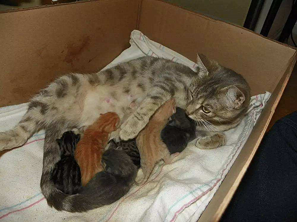 猫咪真怀孕或假怀孕,辟谣猫咪真的会记仇吗