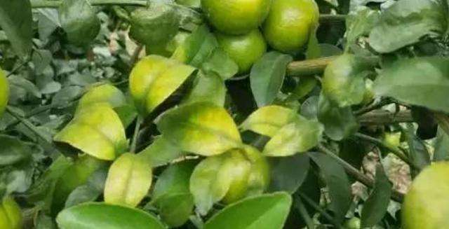 沙糖桔种植技术全套,沙糖桔黄龙病要不要打针