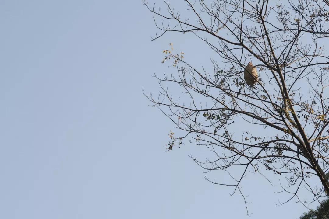 在动物园漫步才是正经事|暴走福州