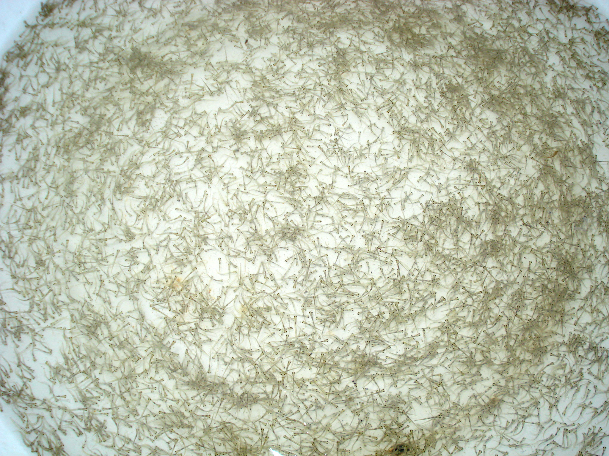 水花鱼苗是什么样子,如何识别水产用小球藻真伪