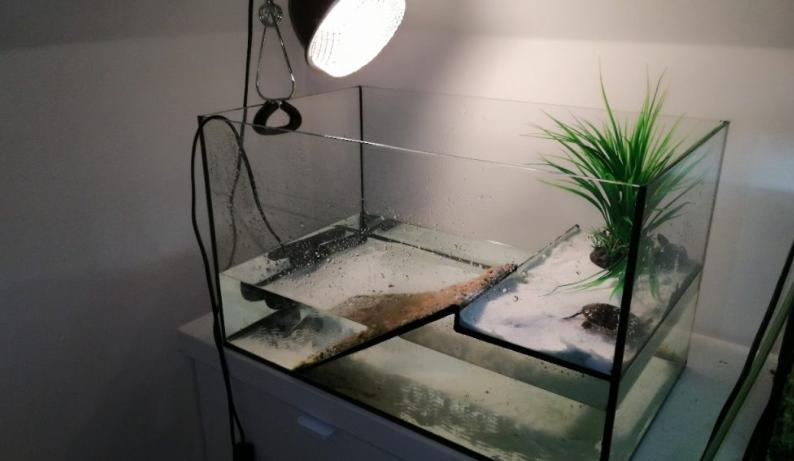 乌龟有臭味怎么消除,乌龟死后大概多久才会发出臭味