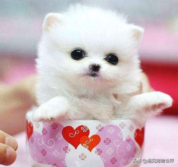 茶杯犬的饲养方法,饲养茶杯犬成本高吗