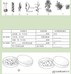 人教版七年级生物期末试卷及答案,2018年七年级生物上学期期末试题