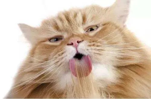 猫咪呕吐拉稀可以喝葡萄糖吗,猫咪呕吐并且拉稀在家如何处理