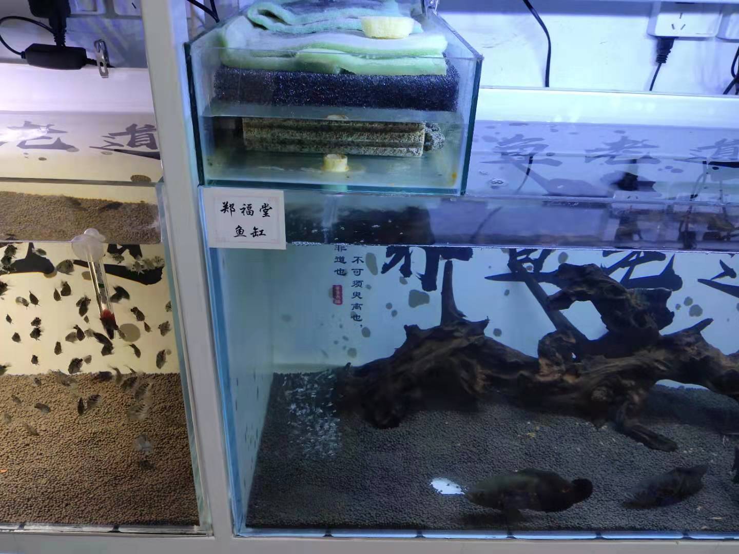 地图鱼如何检测鱼缸水质,地图鱼入缸要加盐吗