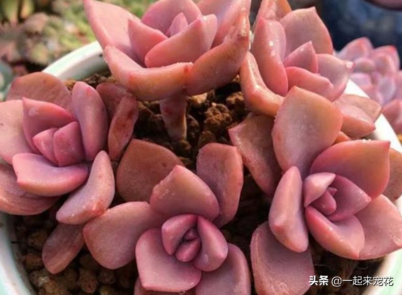 彩虹糖多肉容易爆头吗 (怎么养彩虹糖才能爆盆)