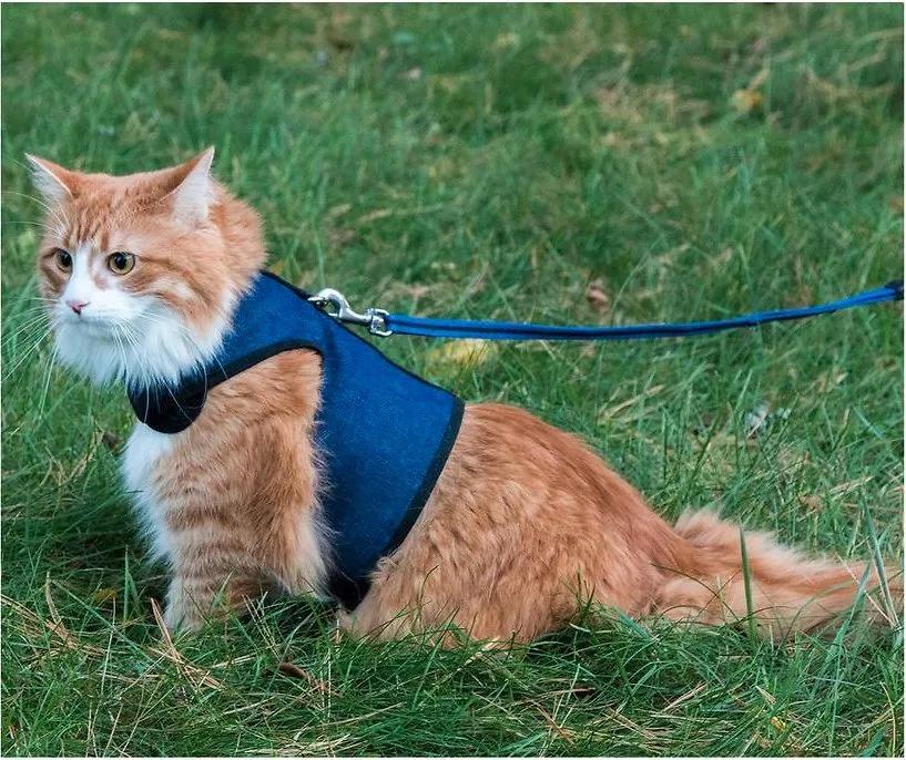 用绳栓猫头抛猫拽猫！还称自己爱猫？求求你做个人吧！