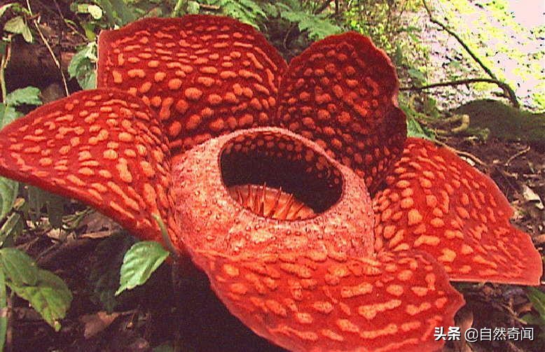 亚马逊有多少动植物,亚马逊盘点