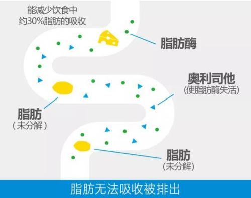 瘦身药奥利司他要长期服用,有专治肥胖的奥利司他吗