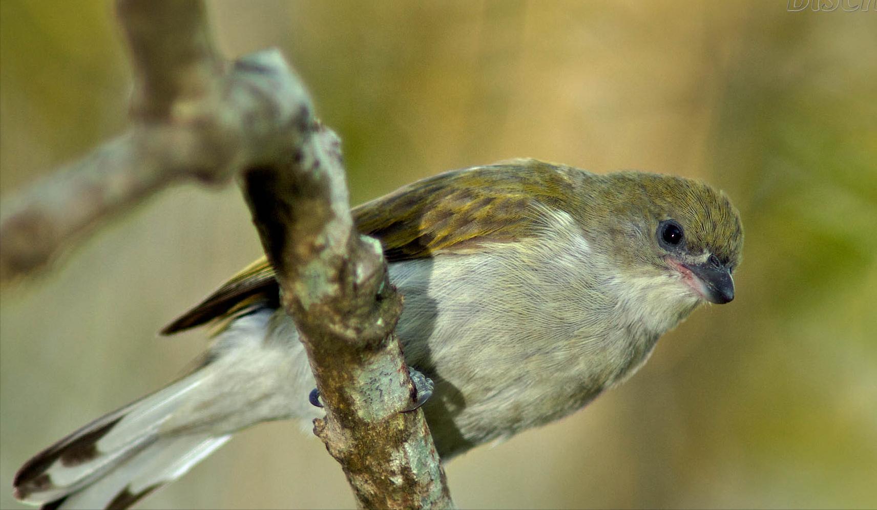 东江揽胜,惠州淡水常见鸟类图谱