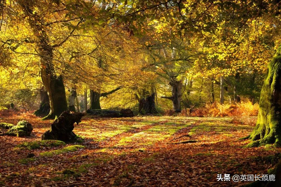 英国秋天好去处,英国秋天旅游必去的地方