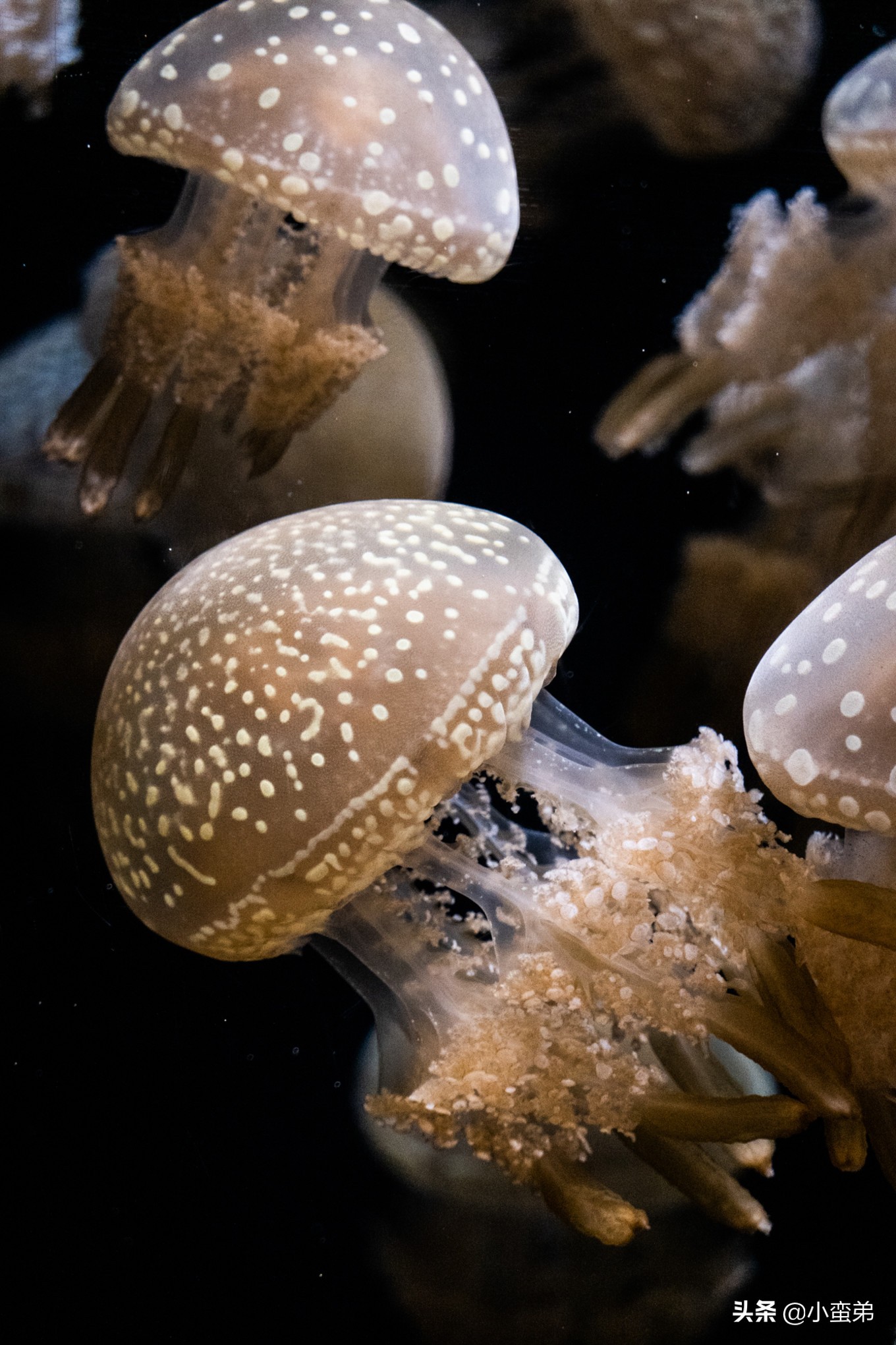 5年之许，小白逆袭重返新加坡