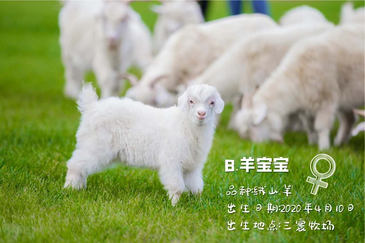 大连六一去哪儿玩,六一大连有免费玩的地方吗