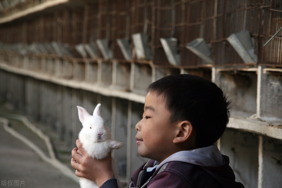 如何养殖肉兔子,青年兔的饲养
