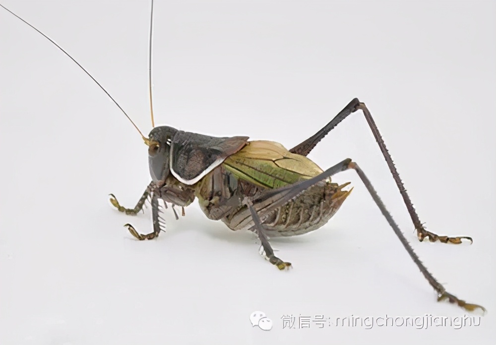 冬蝈蝈怎么挑选,介绍蝈蝈的说明方法